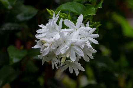 Crepe Jasmine flowers (Tabernaemontana divaricata), shallow focusの写真素材