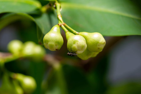 Young water apples fruits (Syzygium aqueum) on its tree and a fly, known as rose apples or watery...