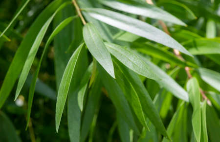 Green leves of  Cajuput leaves (Melaleuca cajuputi), in shallow focusの写真素材