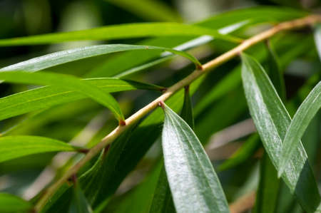 Green leves of  Cajuput leaves (Melaleuca cajuputi), in shallow focusの写真素材