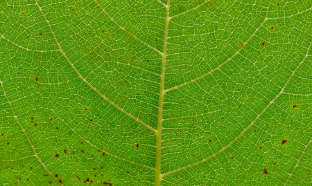 Green Figs leaves (Ficus carica), Tin fruits in shallow focus