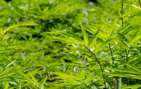 Young bamboo plant in the nursery for natural backgroundの写真素材