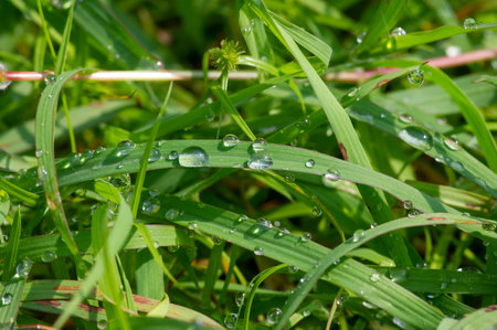 Close up of fresh morning green grass with dew drops, shallow focus. Natural computer background and...