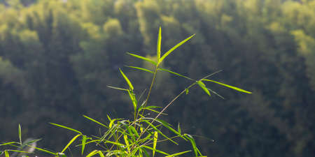 Bamboo green leaves after raining for natural computer background and wallpaperの写真素材