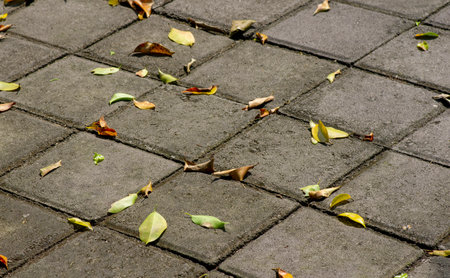 Scattered dry leaves on the cement surface. Nature background.の写真素材