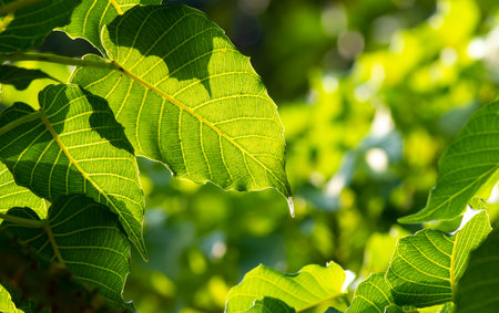 Spring natural blurred background with shilhouete green leaves on tree branch, copy space, natural...