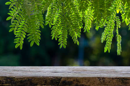 Old wood empty table for product display in front of River tamarind (Leucaena leucocephala) green leavesの写真素材