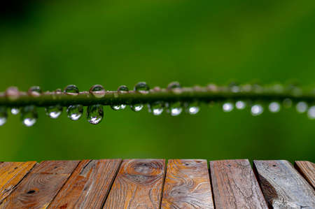 Old teak wood empty table for product display in front of close up of morning dew freshness on the plant branchの写真素材