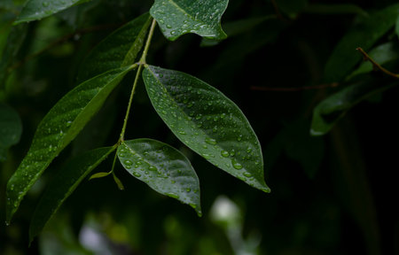 Syzygium polyanthum leaves, with common names Indian bay leaf and Indonesian bay leaf, after...