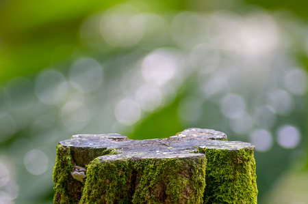 Round wooden cut shape with green moss for product display with natural bokeh backgroundの写真素材