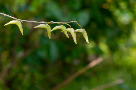 Pigeon orchid, Dove flower, Dendrobium crumenatum, almost blooming