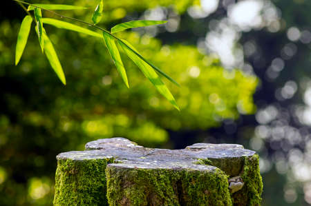 Round wooden cut shape with green moss for product display with bamboo green leaves, shallow focus, after rainingの写真素材