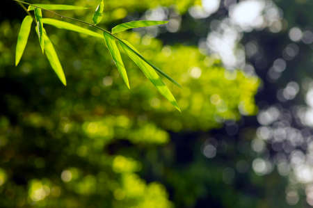 Bamboo green leaves, shallow focus, after raining for natural computer background and wallpaperの写真素材