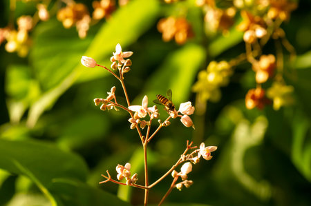 Tahongai, guest tree (Kleinhovia hospita), known as Timoho (Java, Indonesia) flowers and a bee....