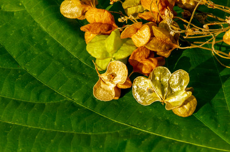Tahongai, guest tree (Kleinhovia hospita), known as Timoho (Java, Indonesia) flowers young and old...