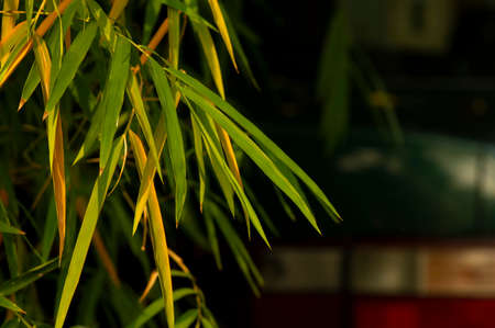 Colorful bamboo leaves, shallow focus, for background and wallpaperの写真素材