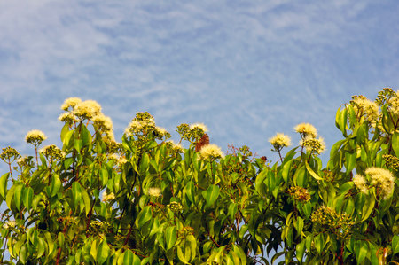 Aniseed Myrtle, Syzygium anisatum, ringwood and aniseed tree, with an aromatic leafの写真素材