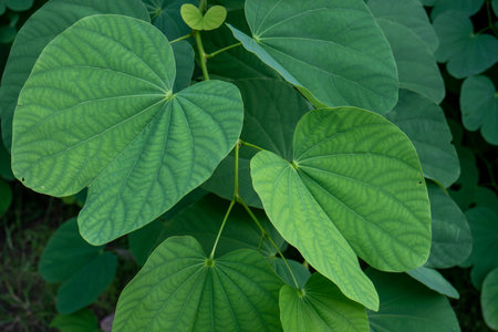 The Hong kong orchid tree, Bauhinia leaves, hybrid leguminous tree, in shallow focus