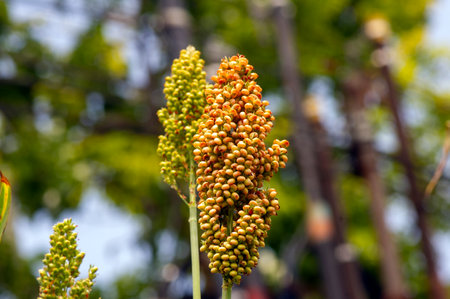 Close up of Sorghum bicolor, renewable energy solution. Selected focusの写真素材
