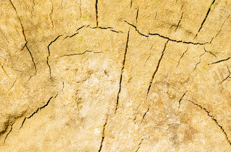 The surface of an old wood for natural background