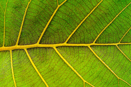 Beautiful young green leaves texture of the teak plant
