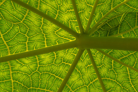 Green papaya (Carica papaya) leaf texture, natural backgroundの写真素材
