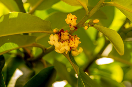 Indonesian dark wood, Ebony (Diospyros celebica) green leaves and flowers, selected focusの写真素材