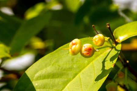 Young water apples fruits (Syzygium aqueum) on its tree, known as rose apples or watery rose apples