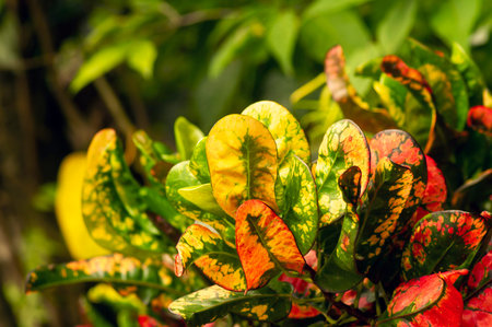 Croton (Codiaeum variegatum), a popular houseplant with many varieties and devotees with pretty...