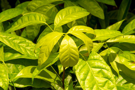 Mahogany seedlings (Swietenia macrophylla) in a tree nursery in Yogyakarta, Indonesia