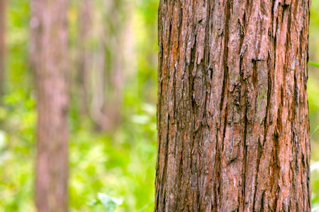 Eucalyptus pellita forest in Gunung Kidul, Yogyakarta, Indonesia