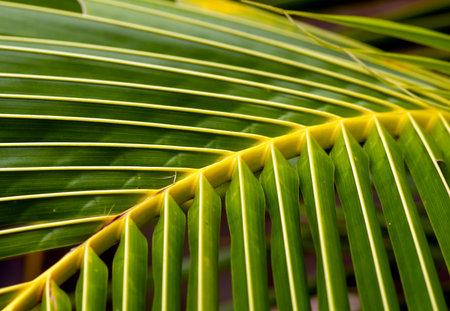 Close up of coconut palm leaf, in shallow focus