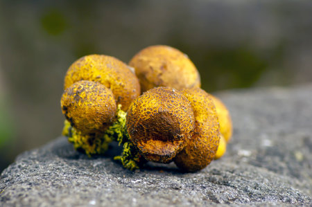 Close up of Jamur So, Melinjo, Common Earthball, Scleroderma aurantium, mushrooms growing around the...
