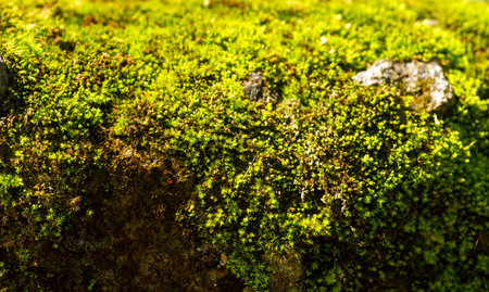 Green moss on the stone for natural background