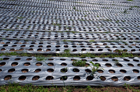 Hole patterns of plastic mulch used to suppress weeds with hole for growing seeds on vegetable...