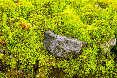 Green moss on the stone for natural backgroundの写真素材