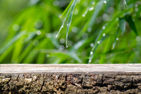 Old wood empty table for product display in front of bamboo green leaves, shallow focusの写真素材