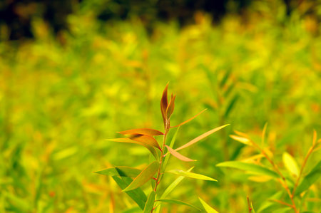 Cajuput (Melaleuca cajuputi) seedlings in the nursery, selected focus, in Yogyakarta, Indonesia