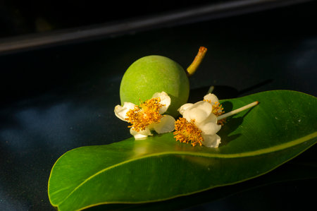 Calophyllum inophyllum flower, fruit and green leaf, a large evergreen plant, commonly called mastwood, beach calophyllum, shallow focusの写真素材