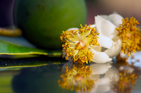 Calophyllum inophyllum flower, fruit and green leaf, mastwood, beach calophyllum, shallow focusの写真素材