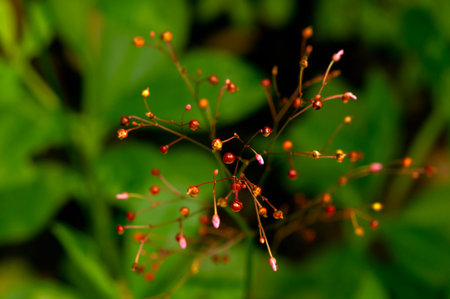 Close up of Talinum paniculatum flower or Javanese colesom flower, selected focusの写真素材