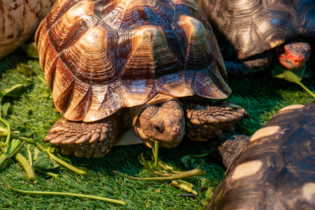 African Spurred Tortoise, Hermann tortoise feeding, on the green grassの写真素材