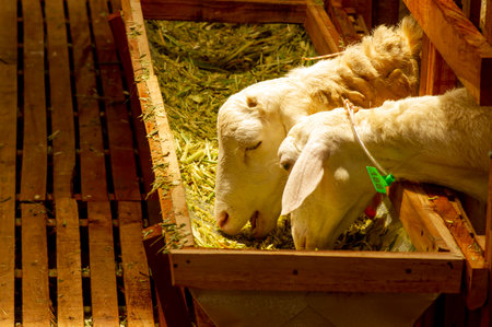 A domestic male goat in the farmhouse in Kulon Progo, Yogyakarta, Indonesiaの写真素材