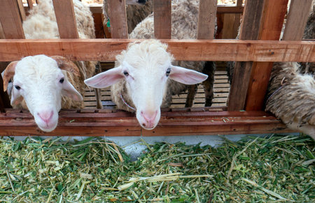 A domestic male goat in the farmhouse in Kulon Progo, Yogyakarta, Indonesia