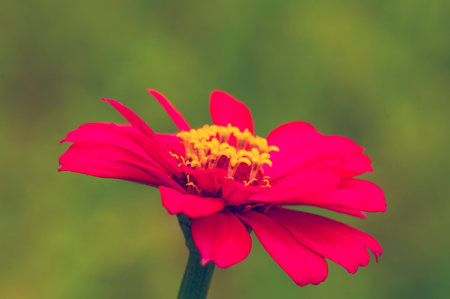 Close up of Zinnia elegans flower blooming in a sunny day, shallow focusの写真素材