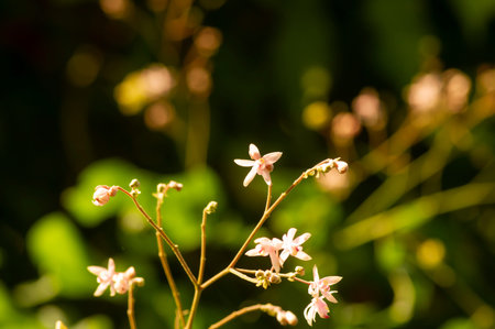 Tahongai, guest tree (Kleinhovia hospita), known as Timoho (Java, Indonesia), flowers, leaves and seeds. Selected focus.の写真素材