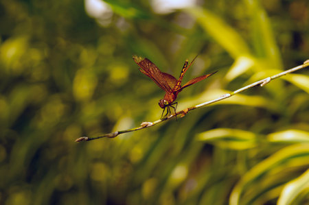 A dragonfly (Anisoptera) perched on a tree branch on a sunny dayの写真素材