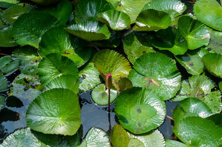 Pink water lily flower, Bunga Teratai, Nymphaea Rubra (Pubescens)の写真素材