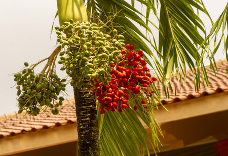 Red and green Areca nut palm, Betel Nuts, Betel palm (Areca catechu) hanging on its treeの写真素材