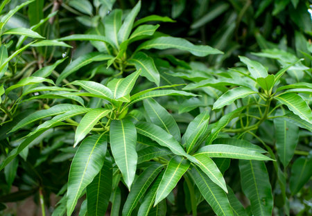 Green mango (Mangifera indica) young leaves in shallow focus, natural backgroundの写真素材